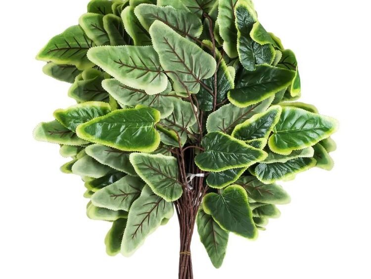 - Frunzele sunt verzi cu margini galbene.