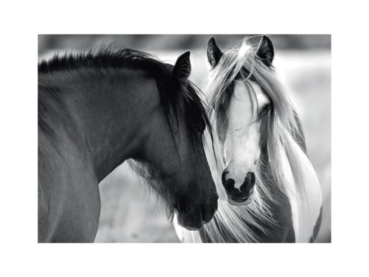 - Piesele sunt realizate din carton.